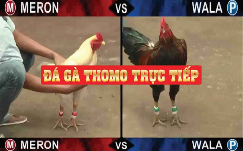 đá gà thomo